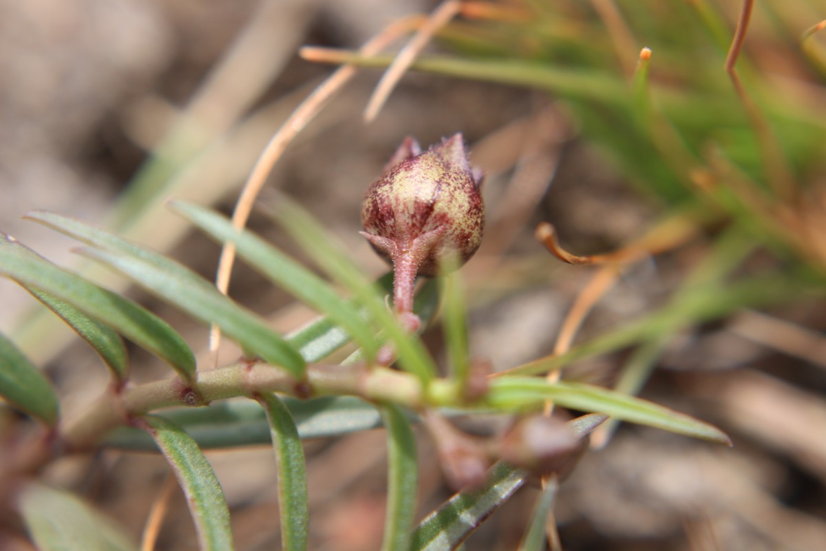 Ceropegia lankana (Dassan. & Jayas.) Bruyns